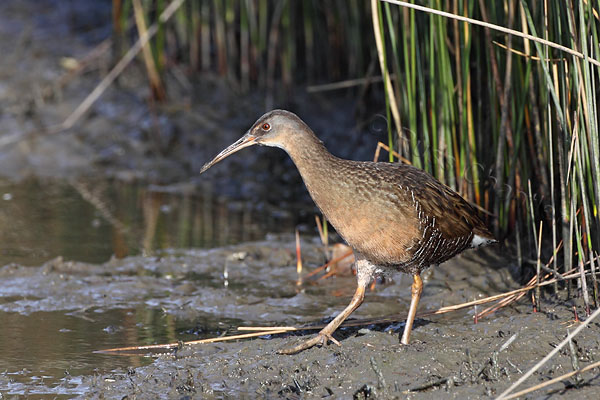 Clapper Rail © Russ Chantler